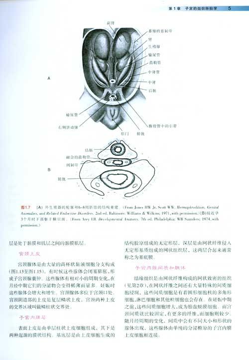 宫腔镜诊断及手术—解剖.生理.化疗须知