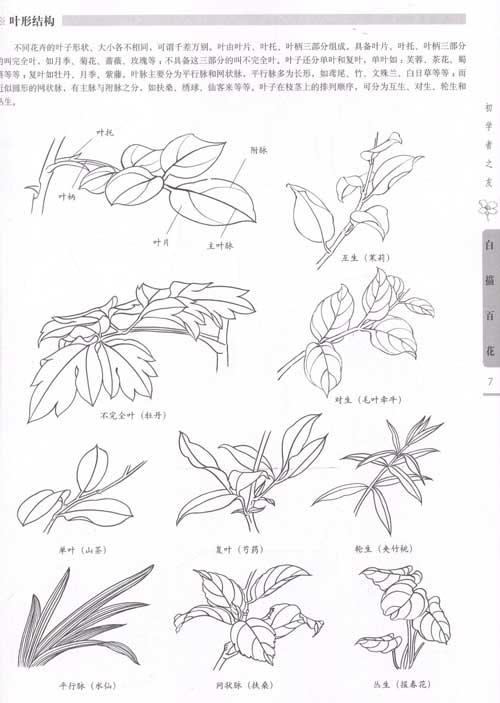 初学者之友:白描百花 简介,初学者之友:白描百花作者