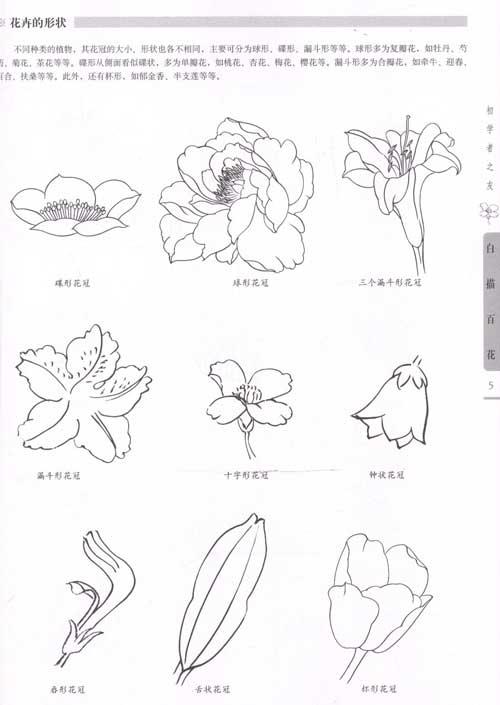 白描百花