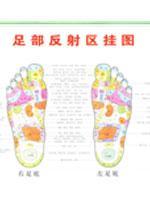 足部反射区挂图