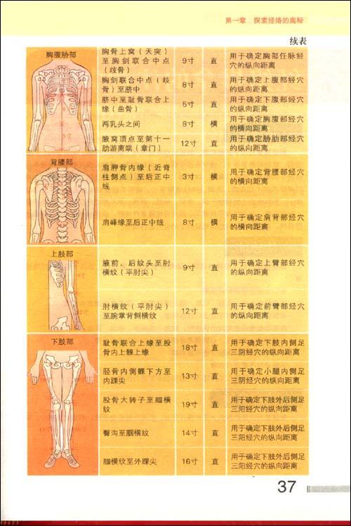 女性人体经络高清图
