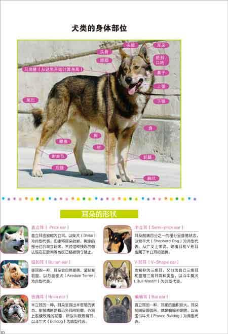 名犬图鉴:世界331种名犬驯养与鉴赏图典