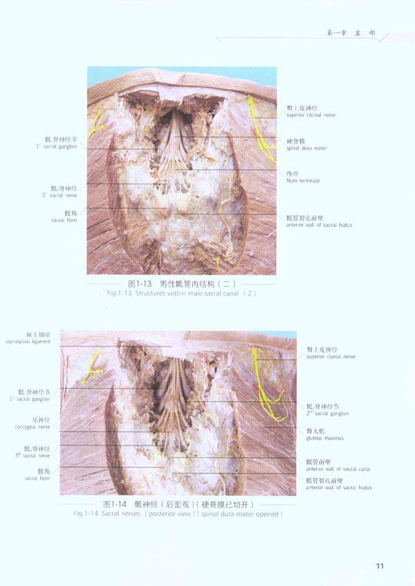 第二章 基本組織 解剖學基礎中職課件