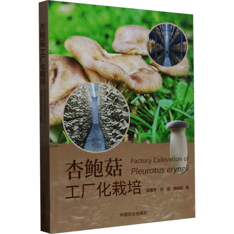  杏鲍菇工厂化栽培 